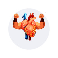Heart Muscles
