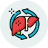 Liver